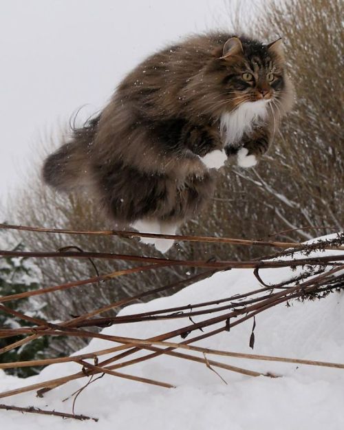 catsbeaversandducks:  Amazing Snow Chonkers adult photos