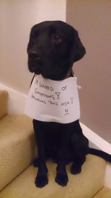 iloveblackdogs:  I had to share this one.