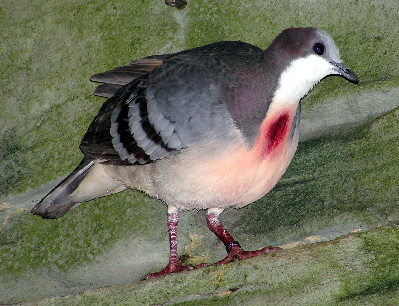 sixpenceee:  The Luzon bleeding-heart is a secretive dove that is named for the red