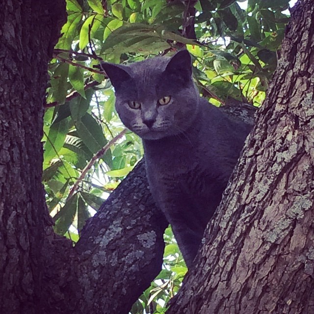 Here kitty kitty!! #barncats #kitty #cat #tntranch