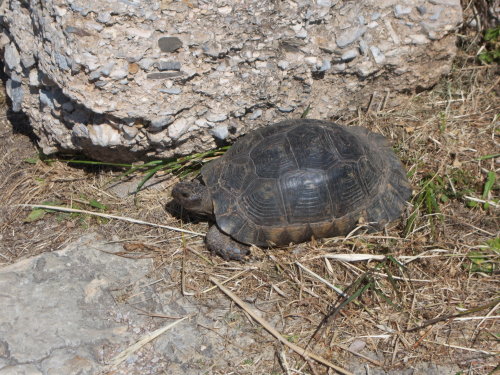 coloricioso:a-gnosis:Kerameikos. Tombs, flowers and tortoises (seriously, there were a lot of tortoi