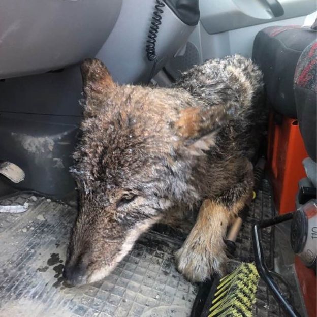 catsbeaversandducks: Kind-hearted Estonian workers rushed to rescue a dog in distress
