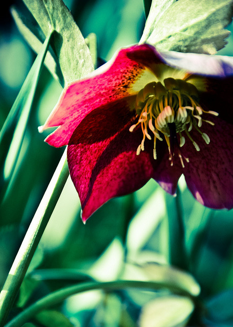 08/03/11 - Hellebore by Bond Girly on Flickr.