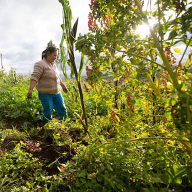 Women take the reins to build peace in Colombia  The voices of women as experts, survivors and negotiators have been included in a peace process with an unprecedented gender perspective, with the support of UN Women and other partners.
- See more at:...