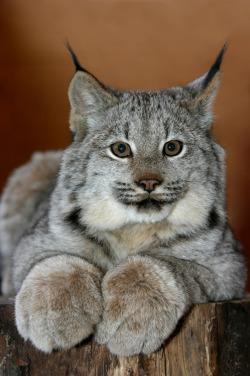 llbwwb:   Lynx Kitten Portrait (by AlaskaFreezeFrame)