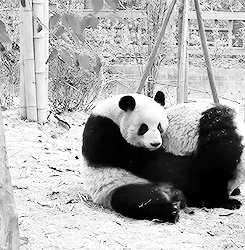 pandasgifs:  Pandas back hugs 