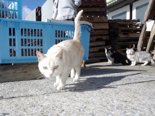 好奇心の強いシロちゃんが近づいてきた。他の二匹は距離をとって見てるだけ。A curious white cat is getting close to me. The other two cats a