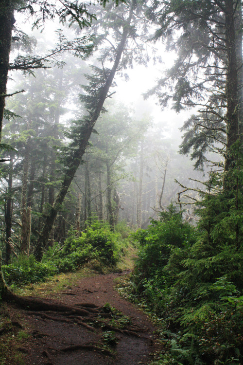 bright-witch: Oregon Coast Temperate Forest, photographed by me.