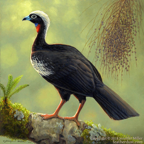 “Black-Fronted Piping-Guan”Also known as the Black-Fronted Curassow (Pipile jacutinga), this amazing
