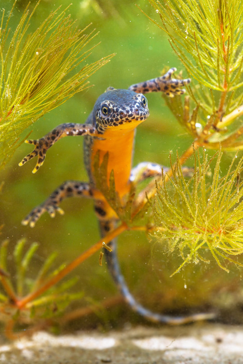 vurtual:Alpine Newt (Mesotriton alpestris)(by Rudmer Zwerver)