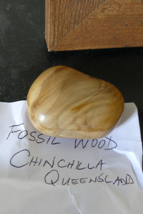 naturepointstheway:The three beautiful fossils I got at the once-a-year-giant-market in town today. 
