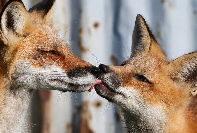 the-absolute-best-photography:  Foxes in Love. Spring time You have to follow this