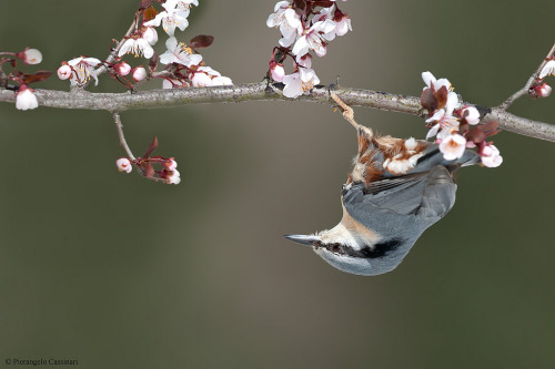 Eurasian Nuthatch (Sitta europaea) &gt;&gt;by Pierangelo Cassinari