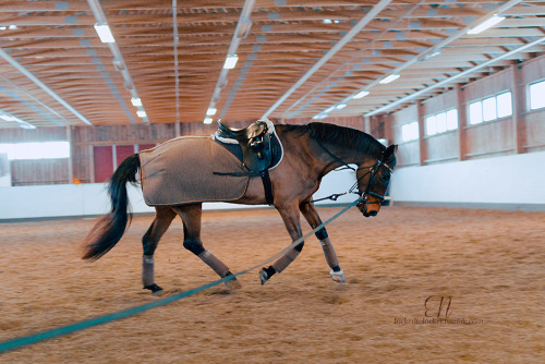 dressage horses