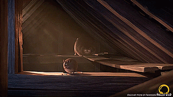 tastefullyoffensive:  If animals were round. [full video]