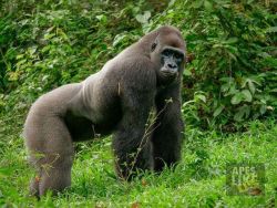 thetrixii: fellsy-sansy:  sixpenceee:     24-Year-Old Dominant Gorilla Meets A Tiny Creature In The Forest   Ape Action Africa, a non-profit  dedicated to the conservation of endangered gorillas, chimpanzees, and  monkeys, was founded in 1996, but their