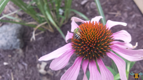 Bicolored Striped-Sweat Bee - Agapostemon virescensMost Bees are associated with colors like yellow 