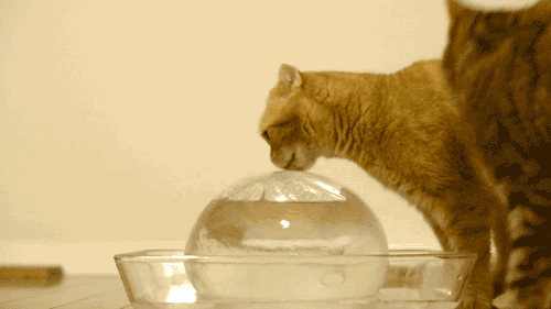 catgifcentral:Water is a deal breaker Follow us for more cute cat GIFs.