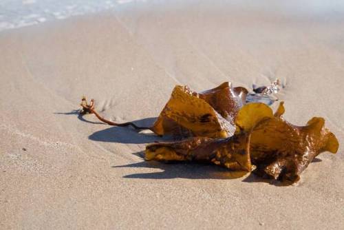 Tang og sand og sånt. #canonphotography #sand #vestfold #beach #beachlife #kelp #stuff (ved KNA Odda