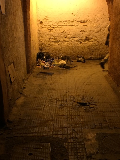 Cats Of Marrakech.