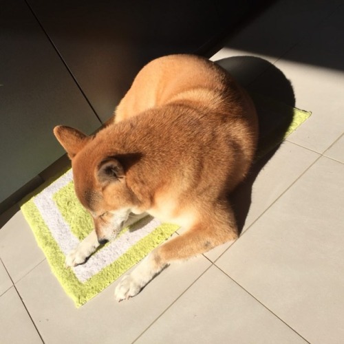 なぜか日向ぼっこが好きです。消毒ですがね Yuzu likes sunbathing #柴 #柴犬 #赤柴 #shiba #shibaken #shibainu
