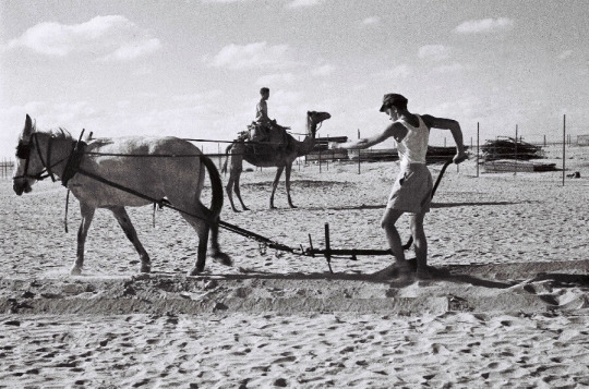 Porn photo KIBBUTZ URIM, Palestina Mandataria (1 luglio