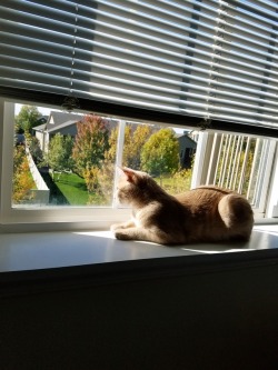 New apartment has both a cat-sized windowsill and a beautiful view. I am very happy for Gabrielle.