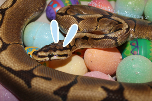 8bitsnakes:Happy Easter from Hades! 