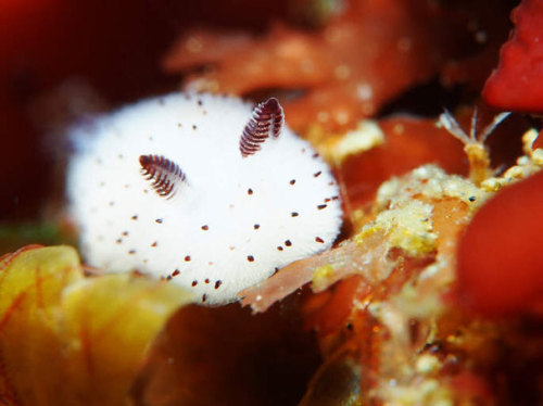 lindsay-irene:Jorunna parva sea slugs look like tiny bunnies. .