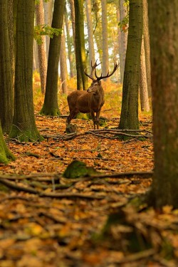 wonderous-world:  When the Woods were Young by Jan Pusdrowski 