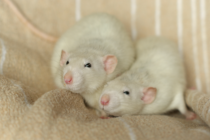 archerandfriends:  The terrible twosome, Nikolai and Ray
