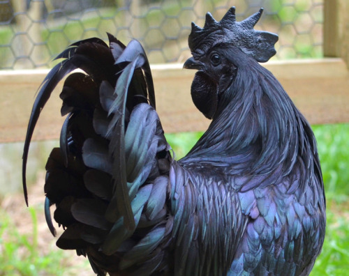 itsdetachable: Source: greenfirefarms.com This is the Ayam Cemani, an Indonesian breed o