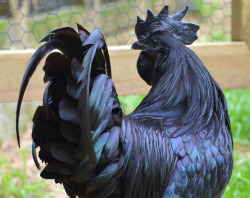 The Ayam Cemani is a breed of chicken native