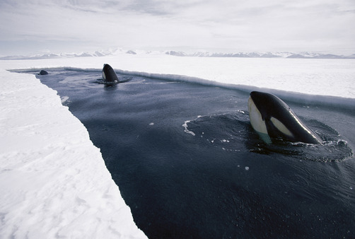 thelovelyseas:  Orca or Killer Whale (Orcinus orca) travels down opening leads of