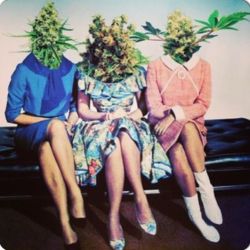 hashcompany:  follow me, support marijuana!