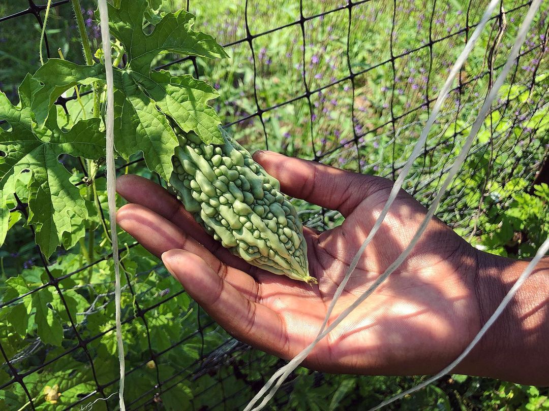 We are seed keepers. Keeping seeds is an act of Truelove for our past and our collective future. Together with over 70 farms and gardens in our region and across the country, we share the seeds and stories of our beloved foodways across our...