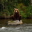 klembear