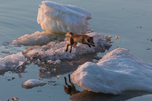 expressions-of-nature:Arctic Hunter by Cyril Cozy