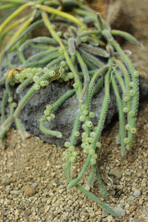 Rhipsalis horridaリプサリス・ホリダ