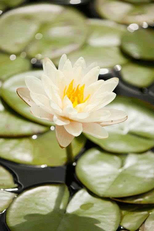 Porn photo nybg:  It’s not really summer ‘til the Nymphaea flowers