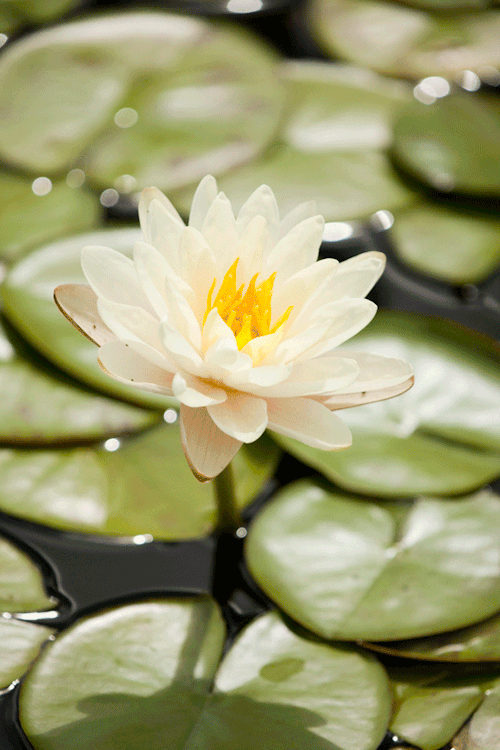 nybg:  It’s not really summer ‘til the Nymphaea flowers pop up. Way up. You’ll find the likes of ‘Denver’ (this one right here), 'Clyde Ikins’, and 'Moon Dance’ water lily cultivars poking their heads above the waterline in our Conservatory