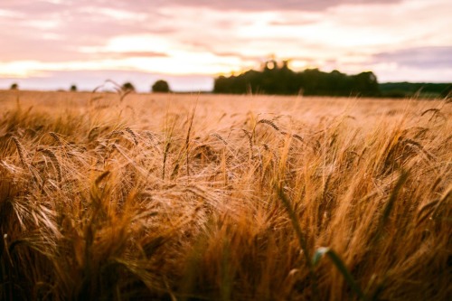 &ldquo;Children Of The Corn&rdquo;