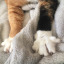 a-streetcat-named-desire