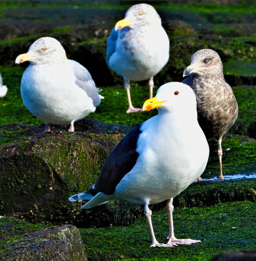 Great black-backed gull (front) & herring gulls (back) … Indian River Inlet, Delaware &he