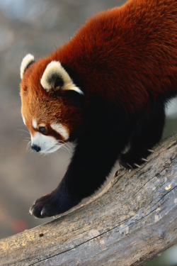 asthmas:  Thomas Kennedy, Red Panda 