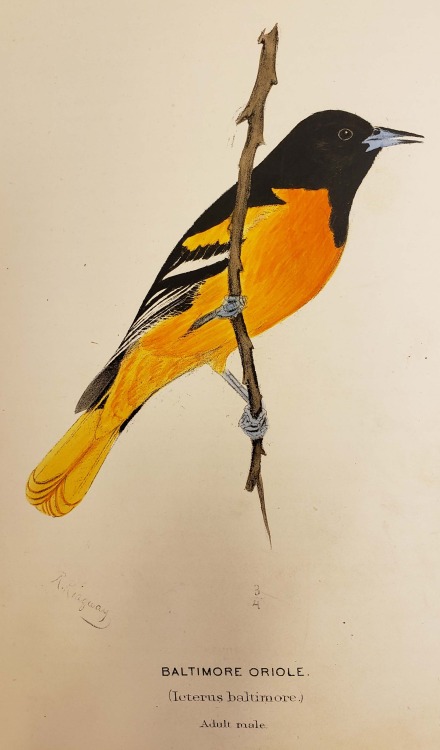 From: Baird, Spencer Fullerton.  A history of North American birds. Boston : Little, Brown, 1875QL68