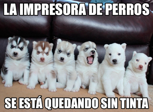 finofilipino:  Aquí la versión gatuna.