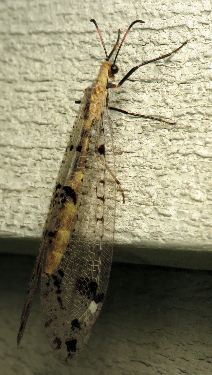 coolbugs:Bug of the DayAdorable alien.(Spotted-winged Antlion, Dendroleon obsoletus)