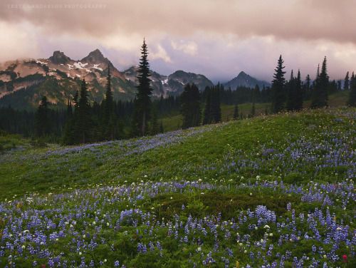 te5seract:Rainier & Full of Life by Trevor Anderson