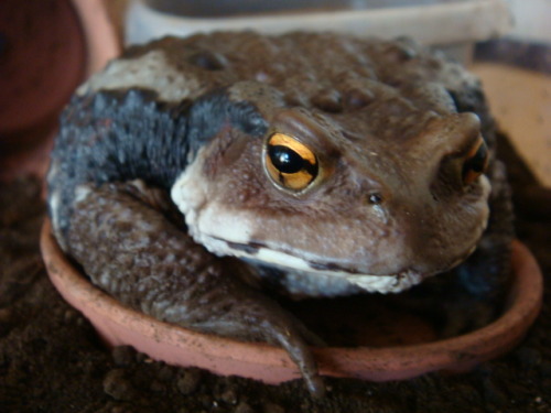 kanosche7221: Japanese toad ぽてさら。 Pote on the plate :D